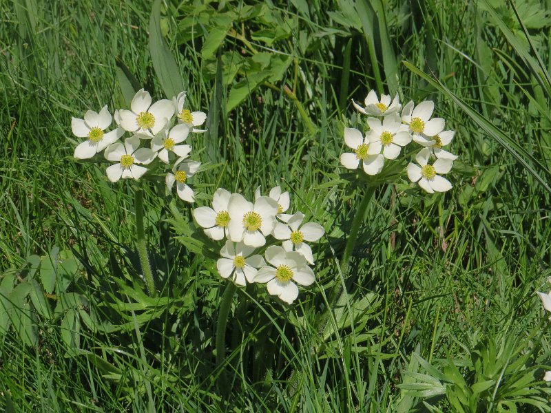 (13) Narcissus-flowered anemone.JPG